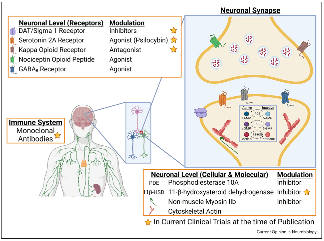 Figure 1. Potential therapeutic targets for stimulant use disorder.
