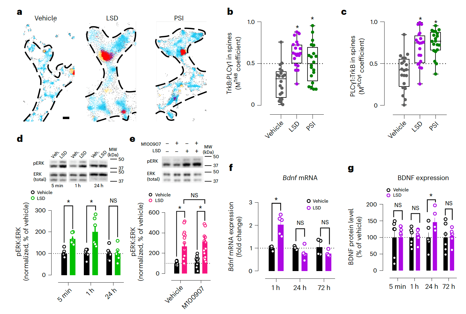 Fig. 5: Psychedelics recruit neurotrophic signaling through BDNF and TrkB.