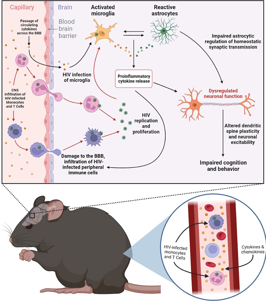 Figure 1. Pathophysiology of HIV-induced dysregulation of CNS function.