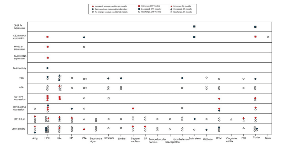 Figure 3: The alterations in the endocannabinoid system components after repeated opioid exposures.