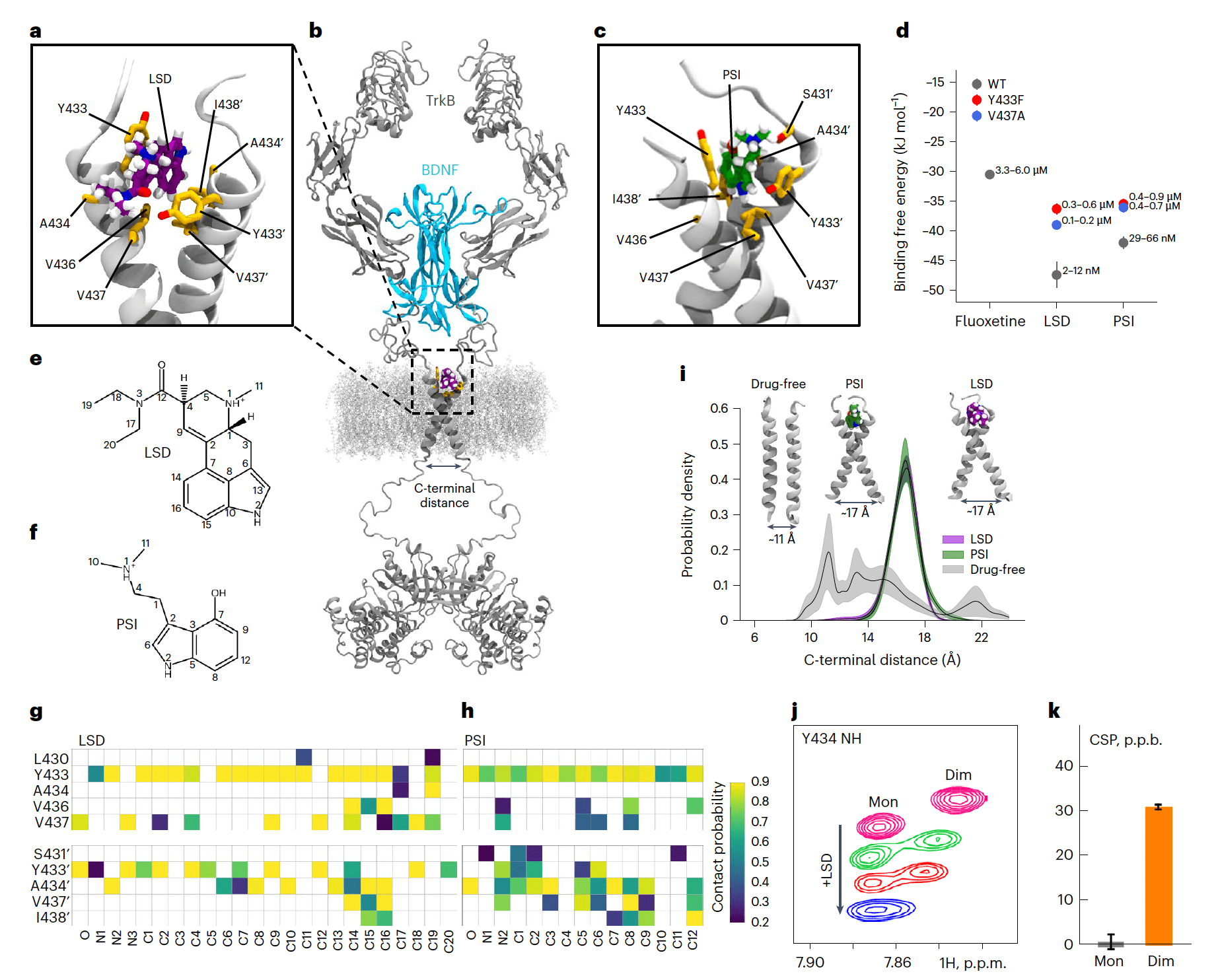 Fig. 2: Characterization of the psychedelics binding site in the TrkB TMD.