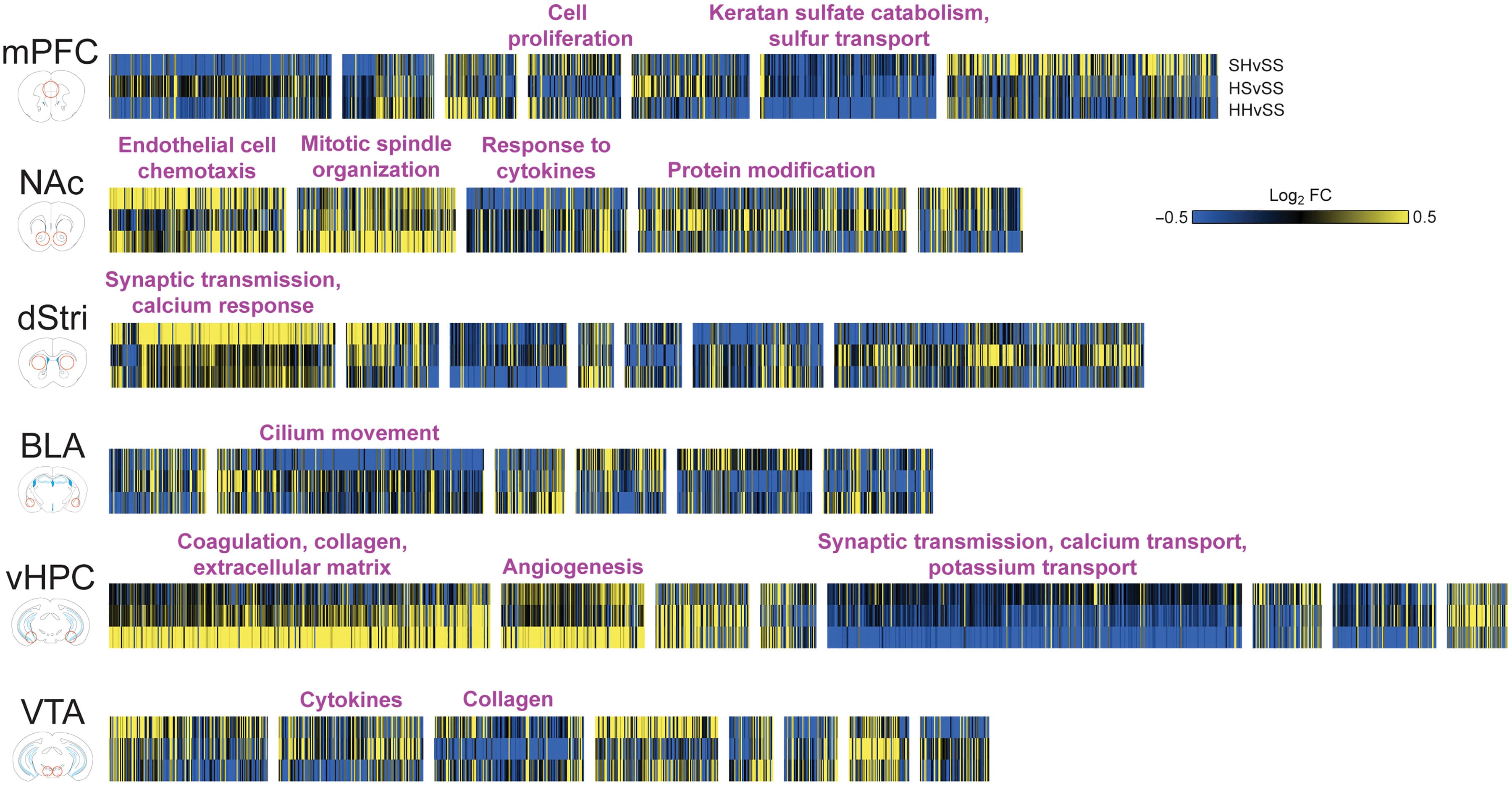 Fig. 5. Unique patterns of transcriptional regulation across 30-day withdrawal groups implicate unique biological domains affected by heroin exposure history.