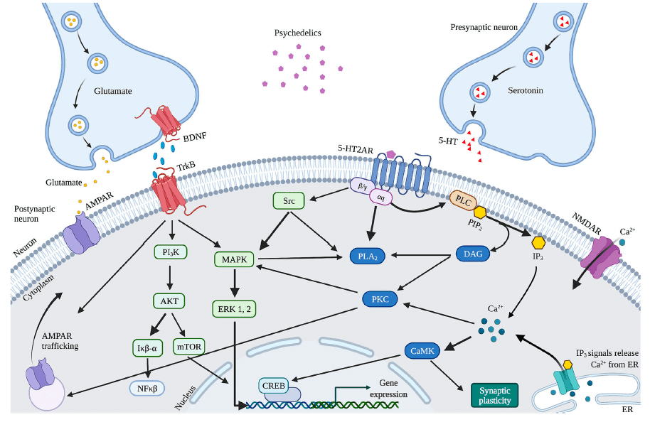 Figure 4. Proposed mechanism of action of cellular and molecular effects of serotonergic psychedelics.