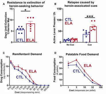 Figure 1. Early life adversity (ELA) augments opioid-seeking behaviors and increases the demand for opioid drugs and highly palatable food.