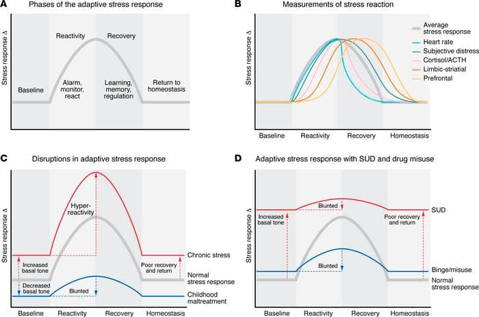 Figure 1. Conceptual schematic of the multilevel adaptive stress response across domains.