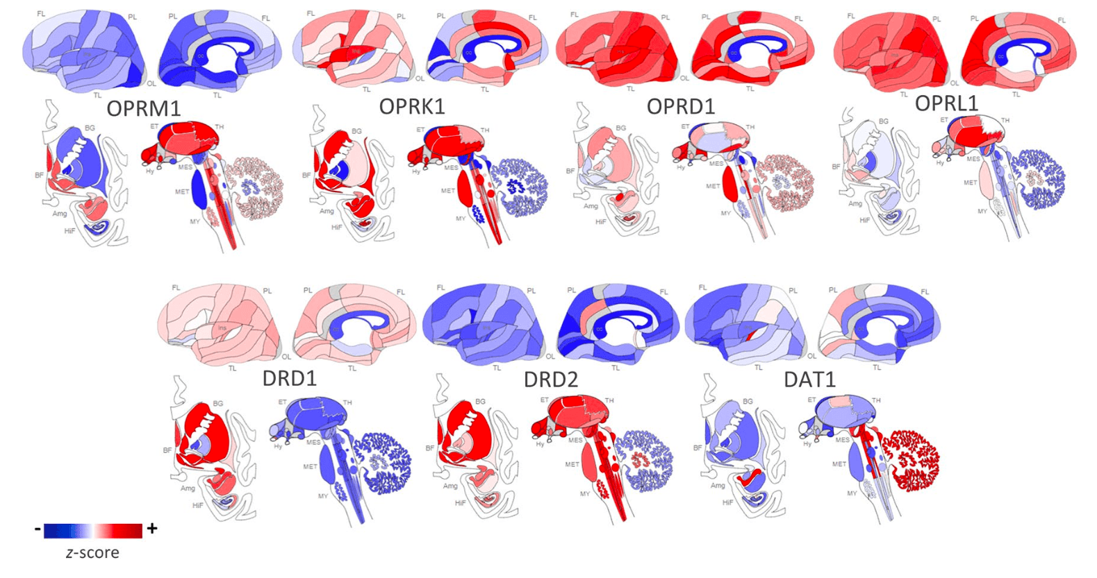 Figure 1 Regional distribution of receptor types in the human brain.