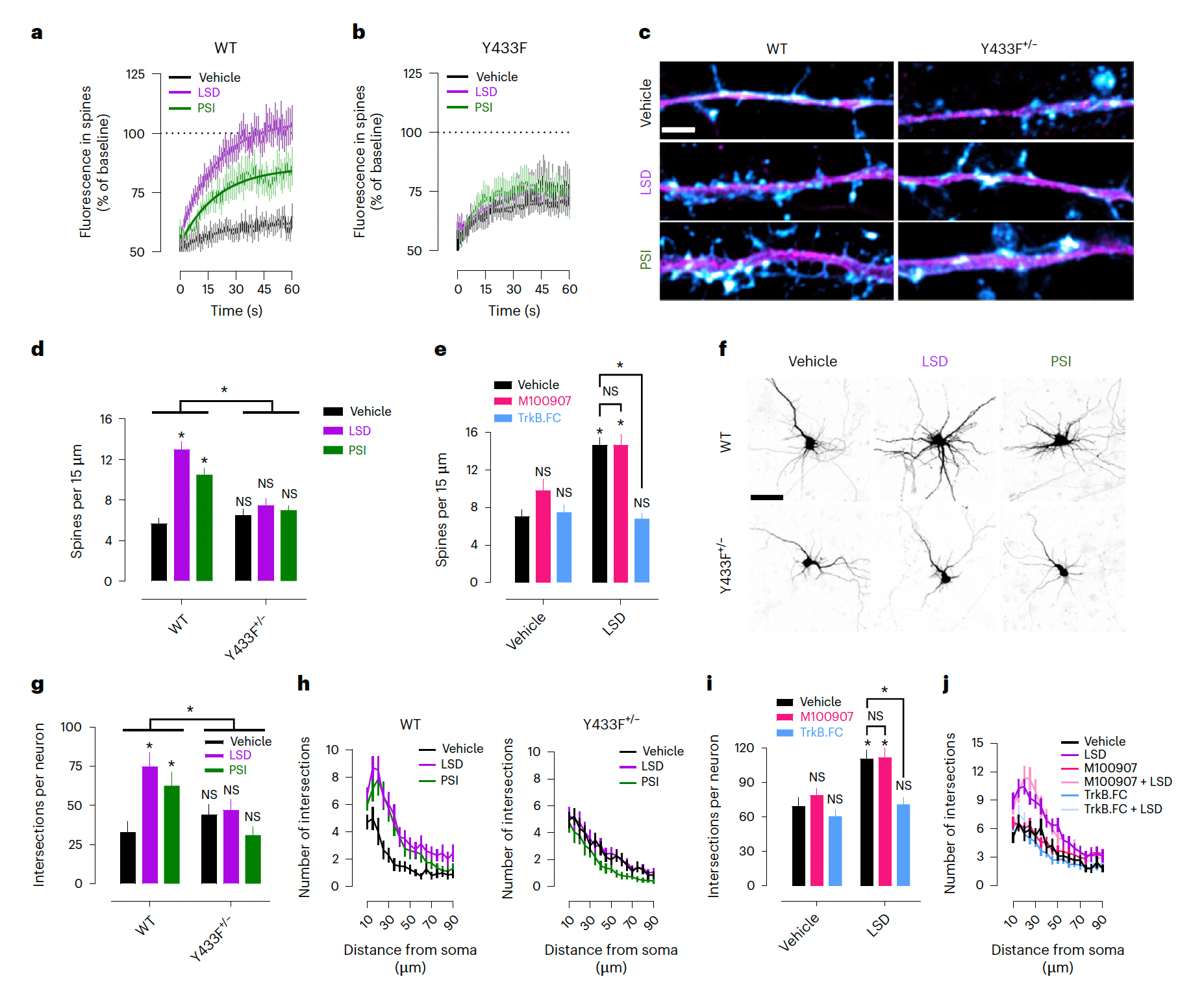 Fig. 6: Psychedelic-induced neuroplasticity depends on TrkB and BDNF, but not 5-HT2A activation.