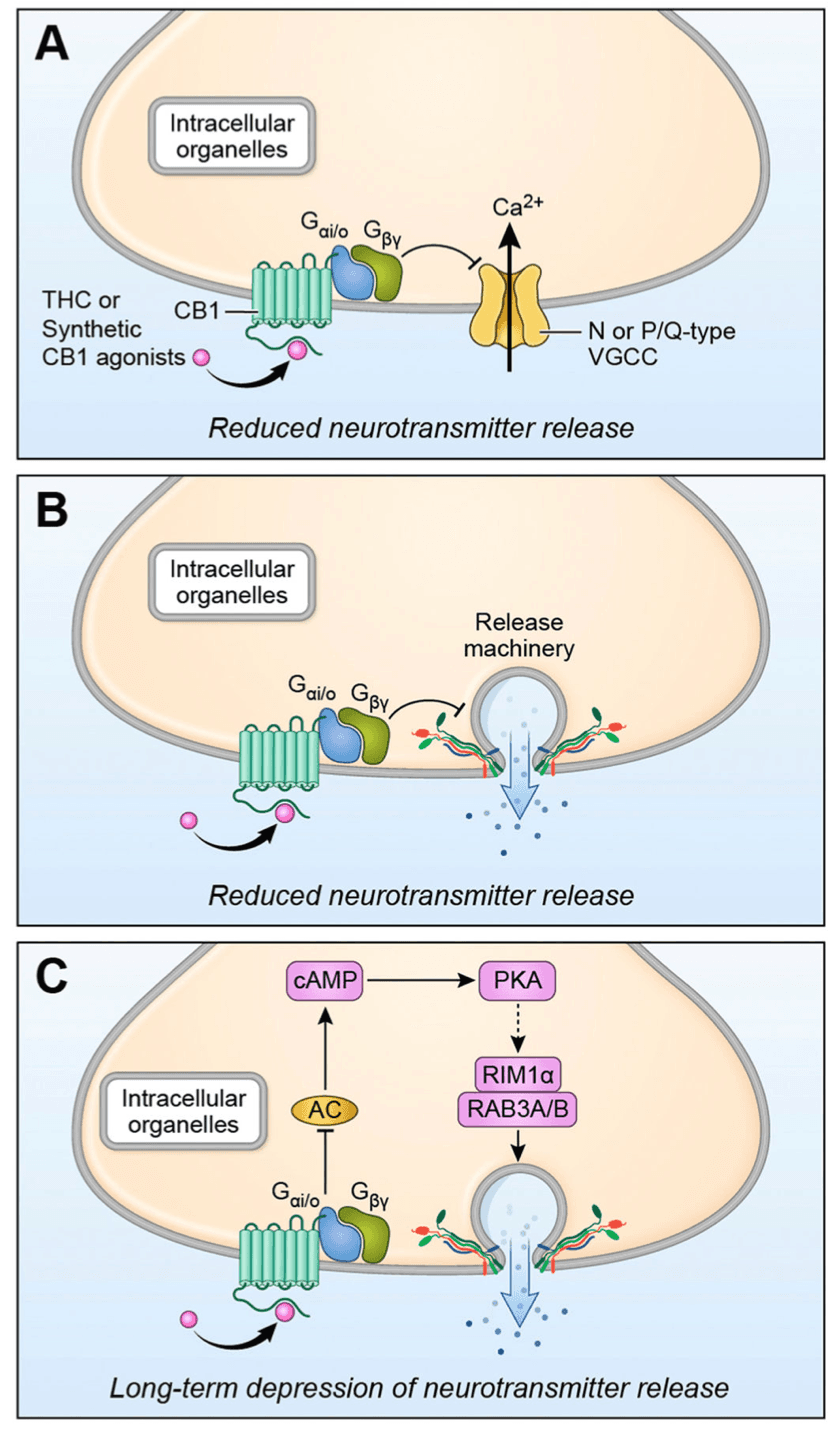 Fig. 1. Mechanisms involved in presynaptic depression induced by acute CB1 agonist exposure.
