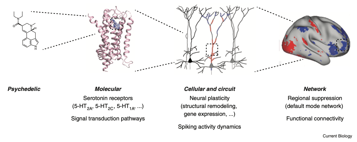 Figure 2. Psychedelics act on the brain at multiple levels.