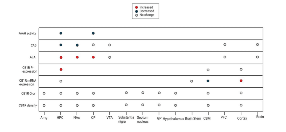 Figure 2: The alterations of ECS Following a Single Day of Opioid Exposure.