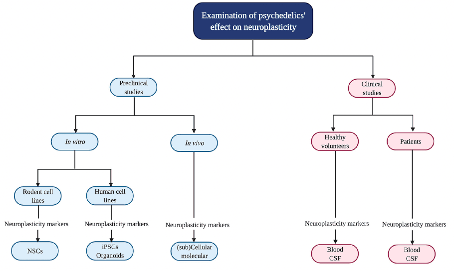 Figure 2. Evaluation of psychedelics' influence on cellular and molecular neuroplasticity in preclinical and clinical studies.
