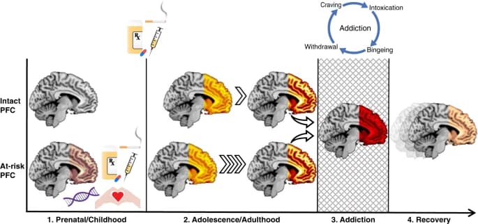 Fig. 2: The PFC in drug addiction as a function of time.