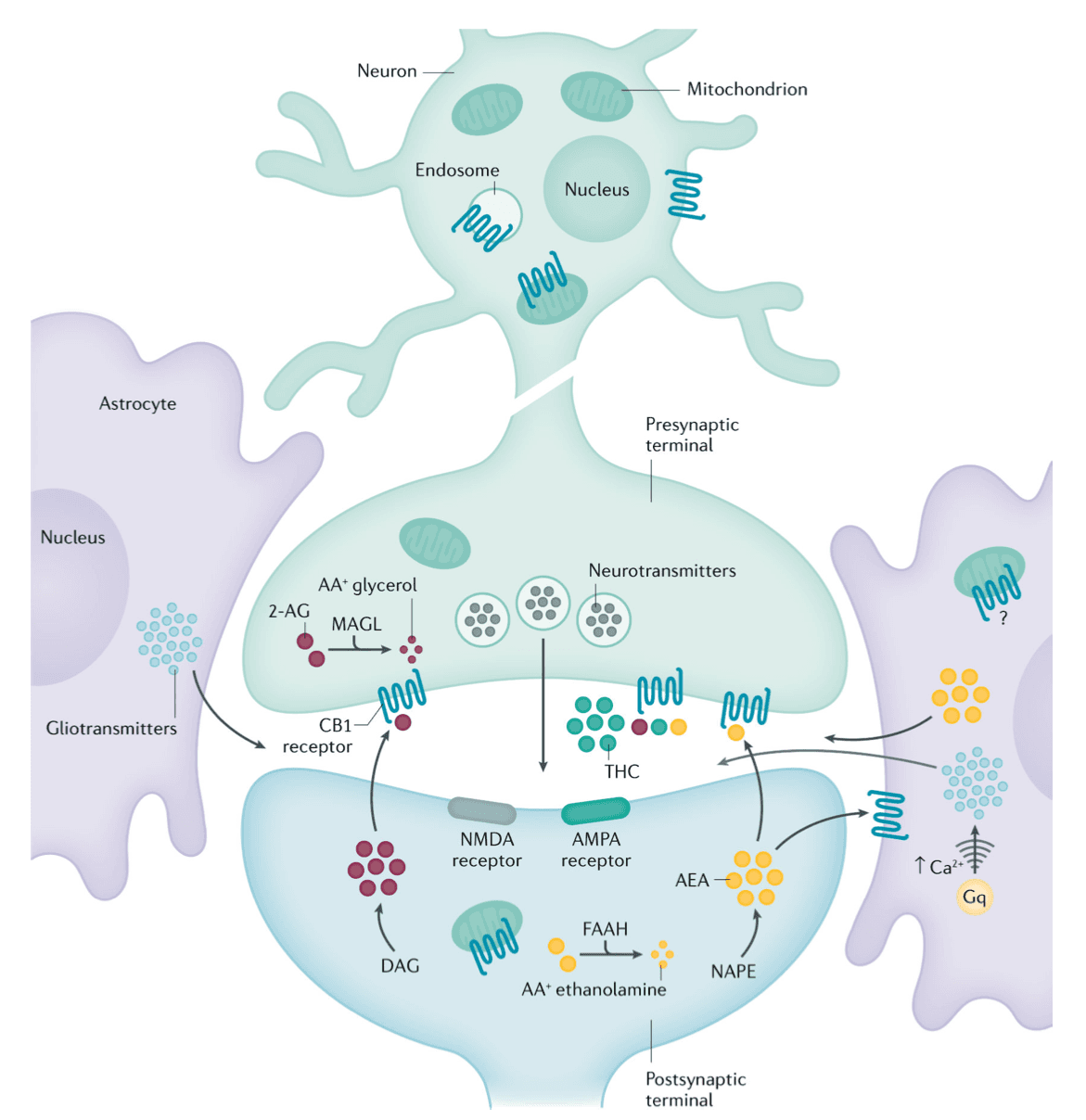 Fig. 2. CB1 receptor signalling.