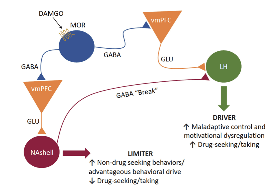 Figure 2. Cortical subcircuits act as a driver versus limiter of drug seeking.