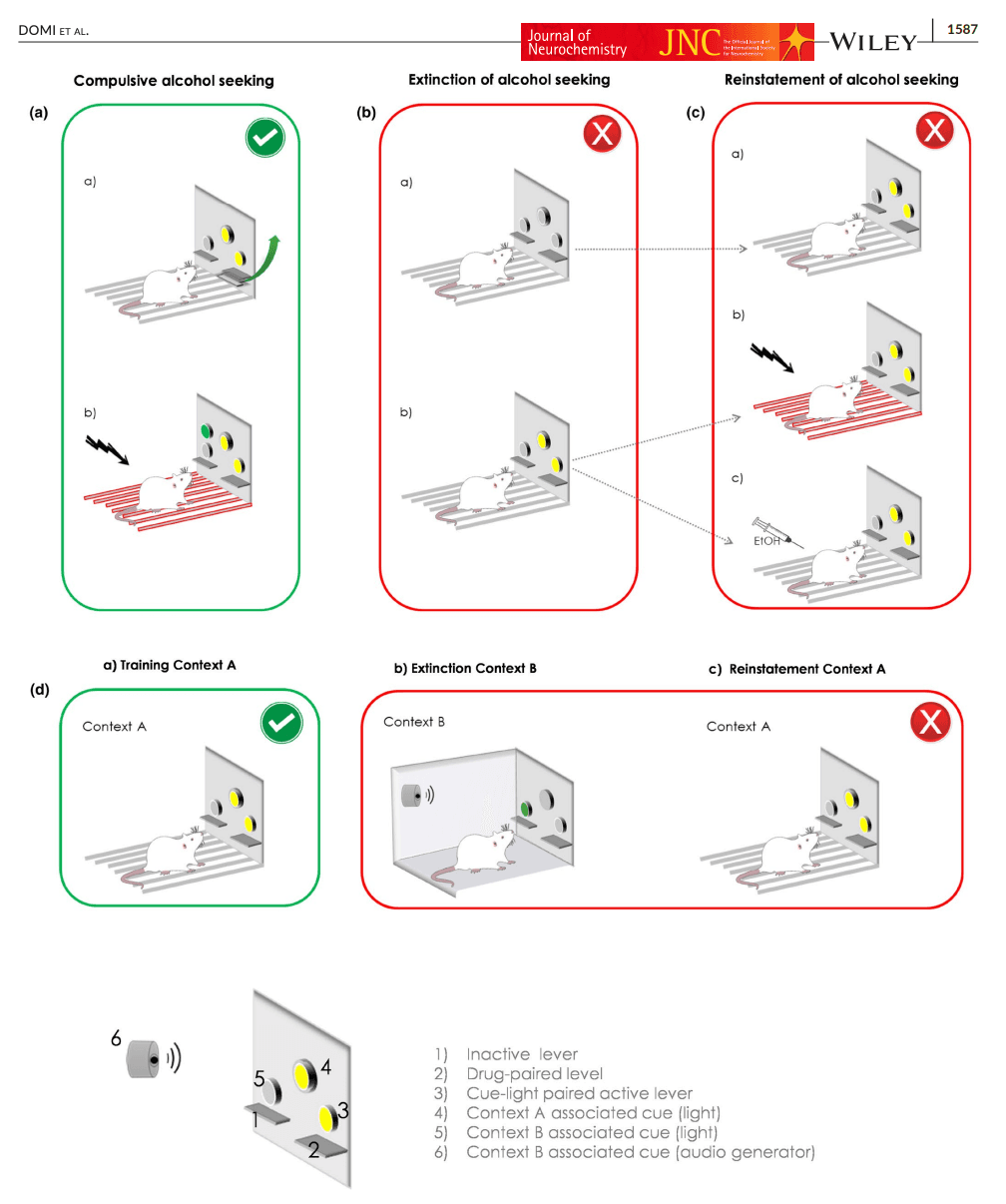 FIGURE 1. Animal models for the study of alcohol seeking behavior