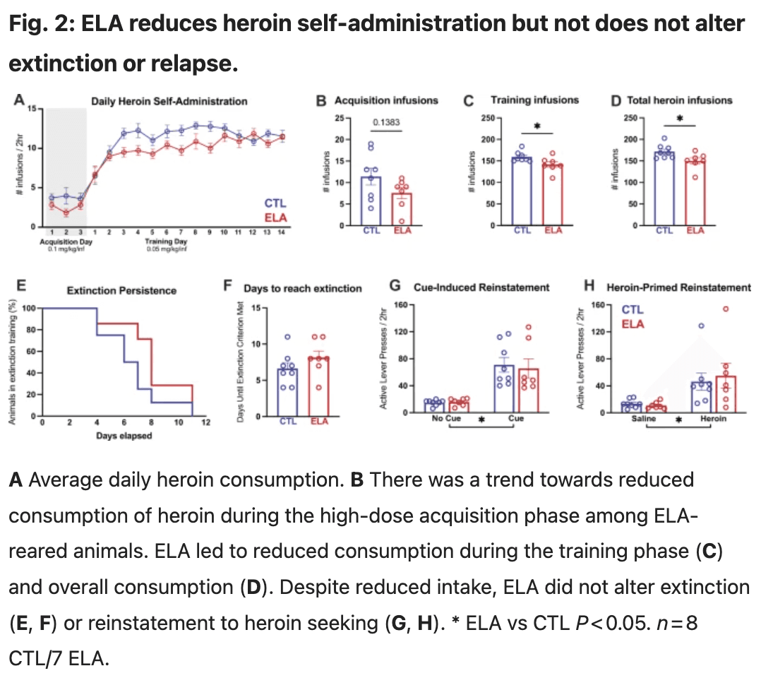Fig. 2: ELA reduces heroin self-administration but not does not alter extinction or relapse.