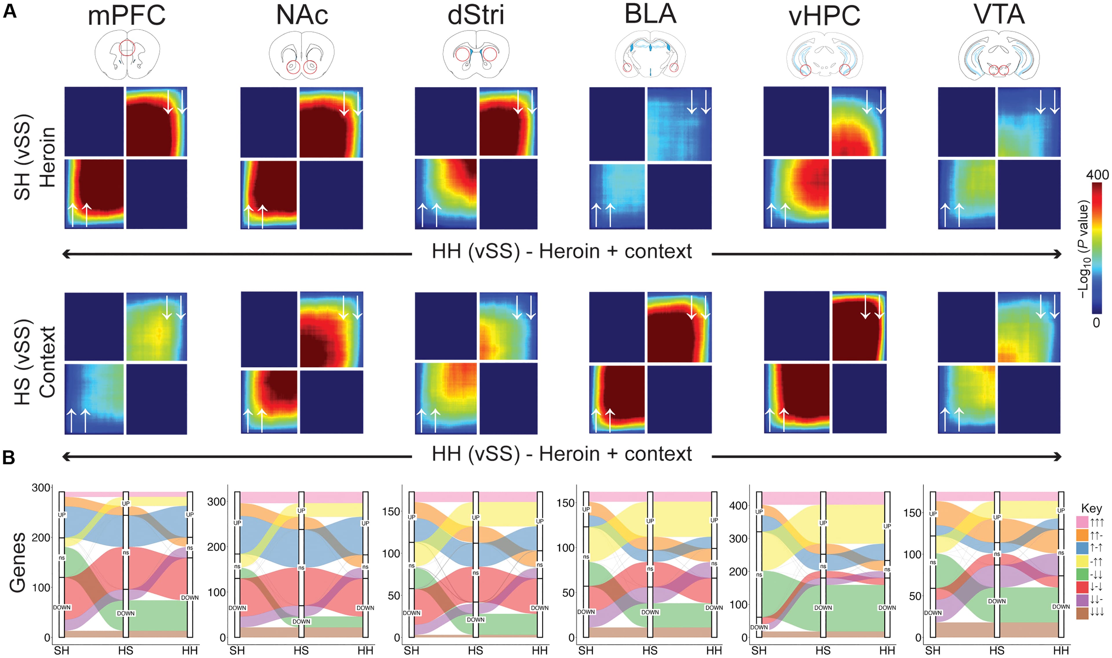 Fig. 4. Distinct regional contributions to heroin-priming and context-priming transcriptional regulation associated with relapse.