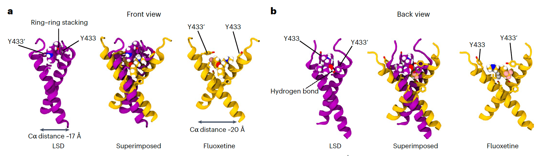 Fig. 3: Different TrkB binding modes of LSD and fluoxetine.