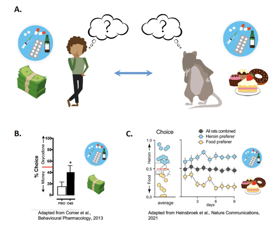 Figure 1. Choice between drug and non-drug rewards in humans and in rats.
