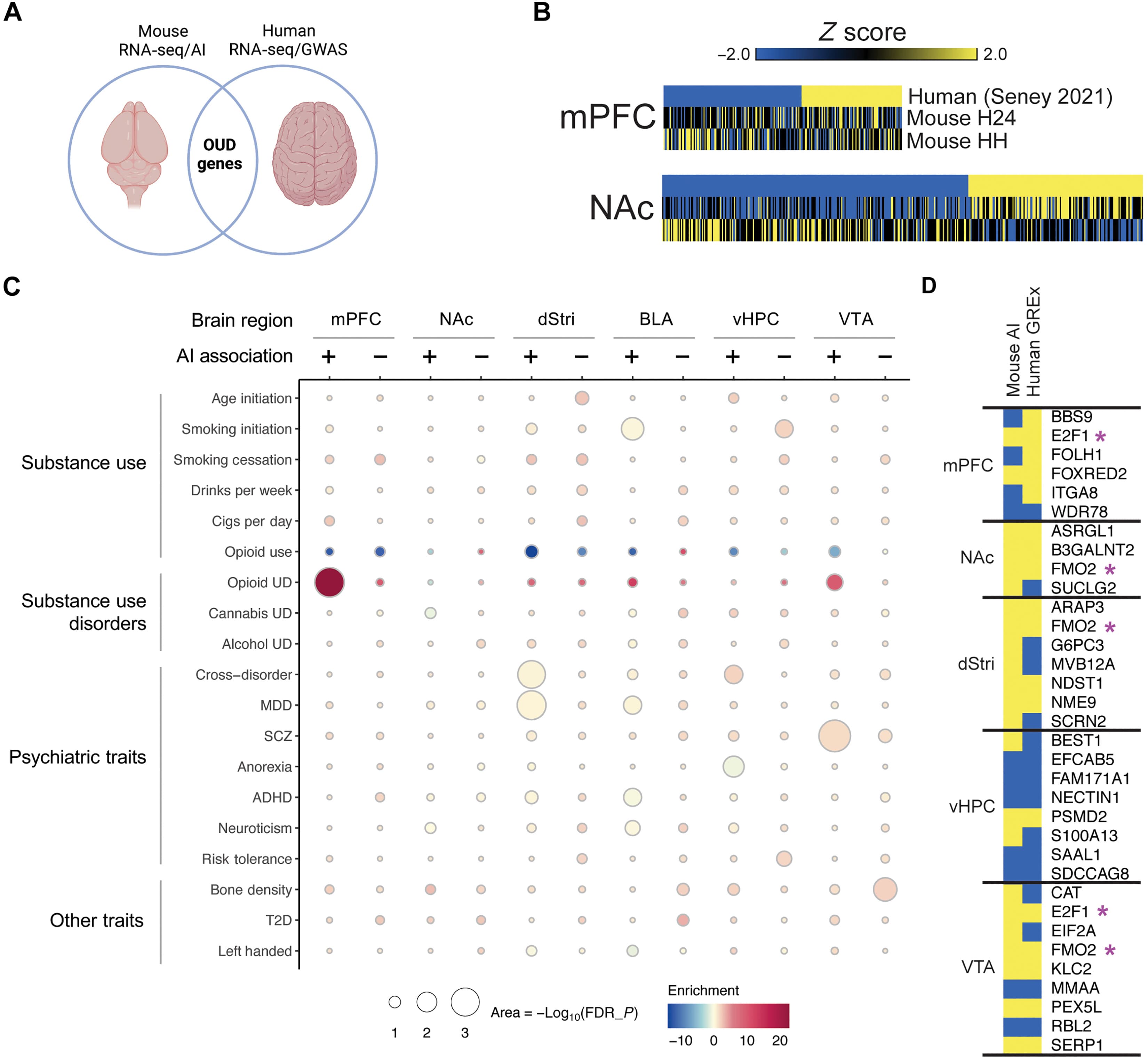 Fig. 8. Convergent molecular drivers of OUD identified through integrated analysis of mouse and human genome-wide data.