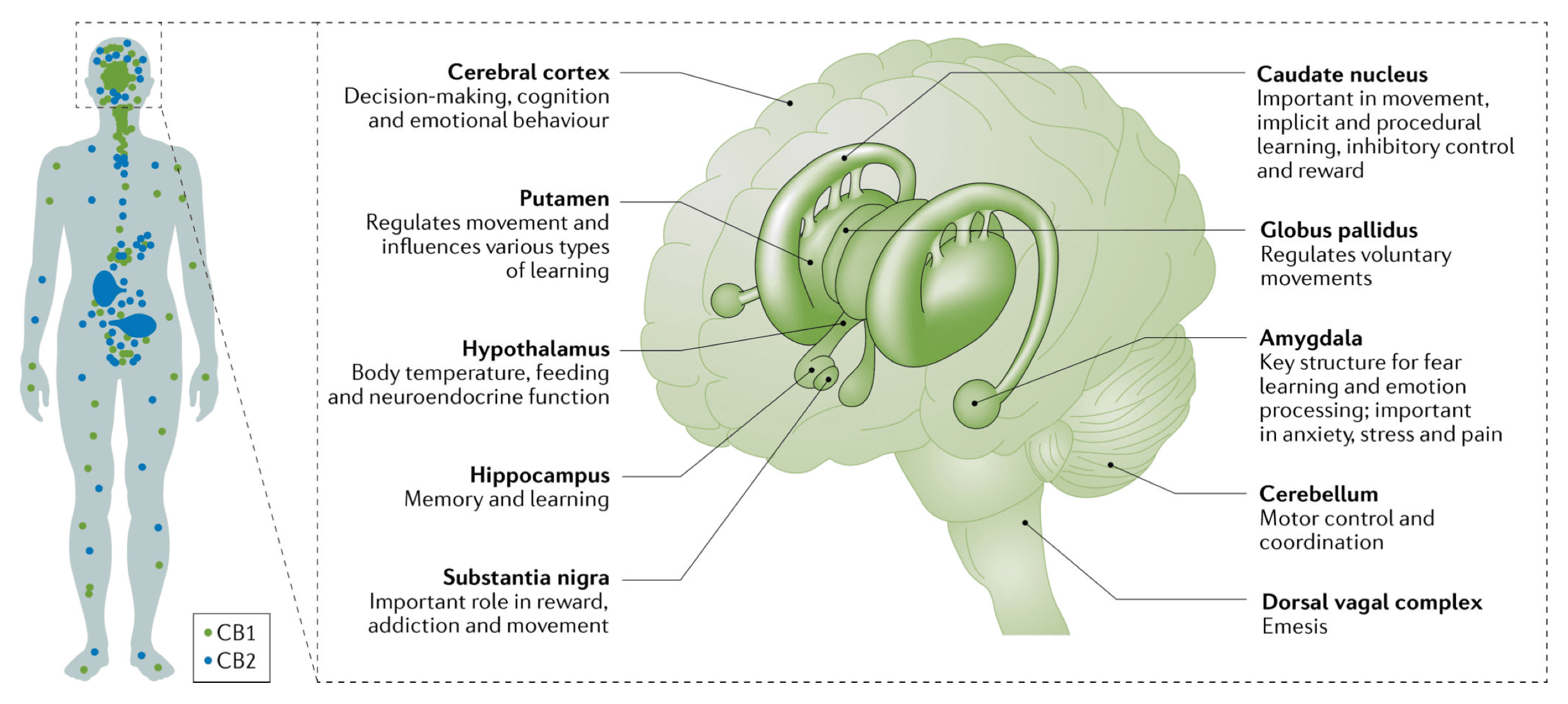 Fig. 1. Distribution of cannabinoid CB1 and CB2 receptors.