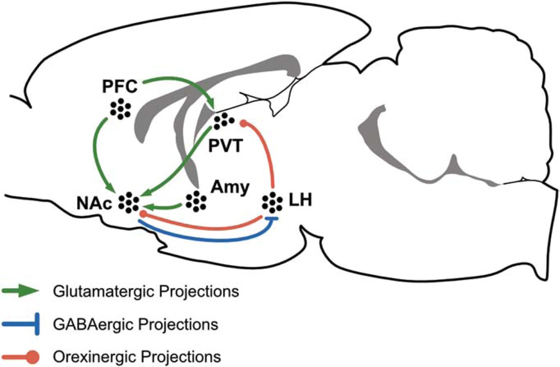 Figure 1. Hypothalamic–thalamic–corticostriatal circuitry involved in food- and opioid-seeking.