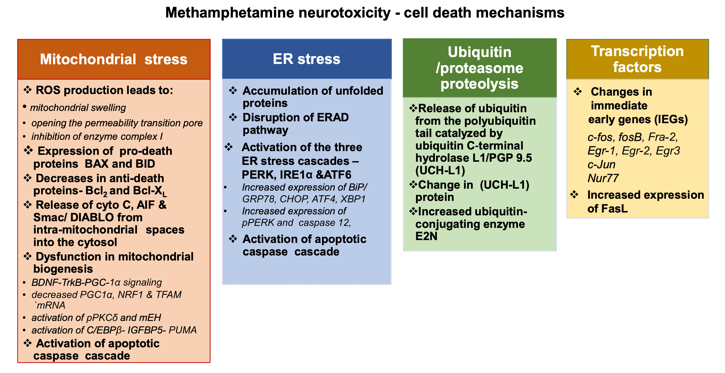 Fig. 2. Methamphetamine neurotoxicity-cell death mechanisms.