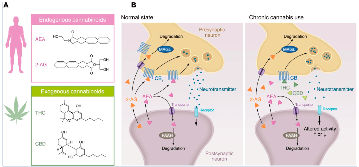 Figure 1. Signaling by endogenous and exogenous cannabinoids modifies synaptic activity at multiple levels