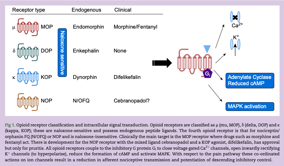 Figure 1. Opioid receptor classification and intracellular signal transduction.