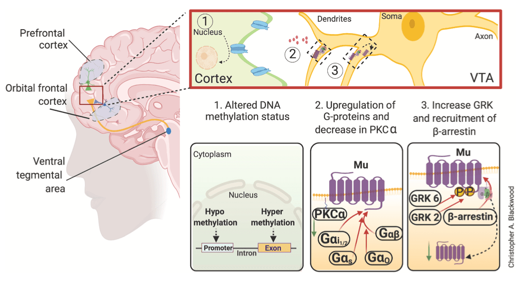 Fig. 3. Potential neurobiological mechanisms associated with craving in heroin addicts.