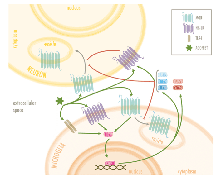 Fig. 3. Hypothesis of MOR-neuroinflammation feedback.
