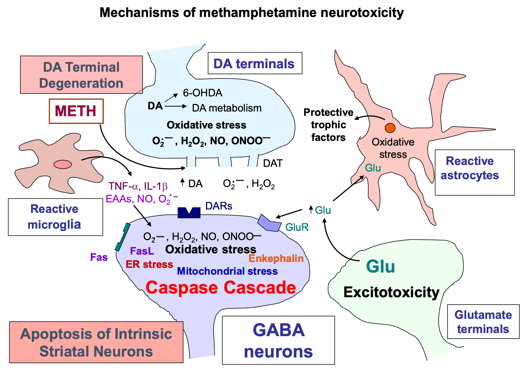 Fig. 4. Possible mechanisms of neurotoxicity produced by methamphetamine.