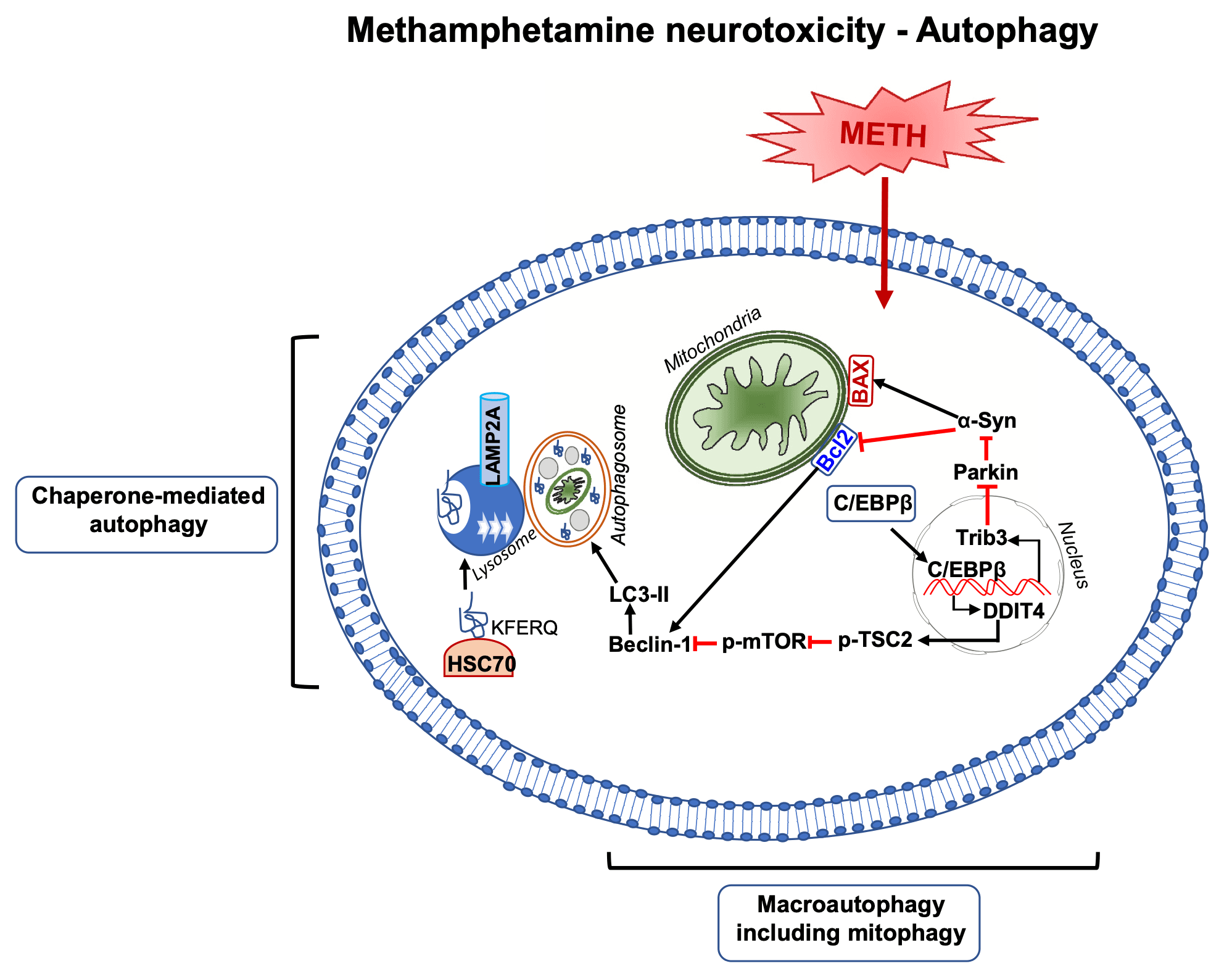 Fig. 3. Methamphetamine neurotoxicity-autophagy.