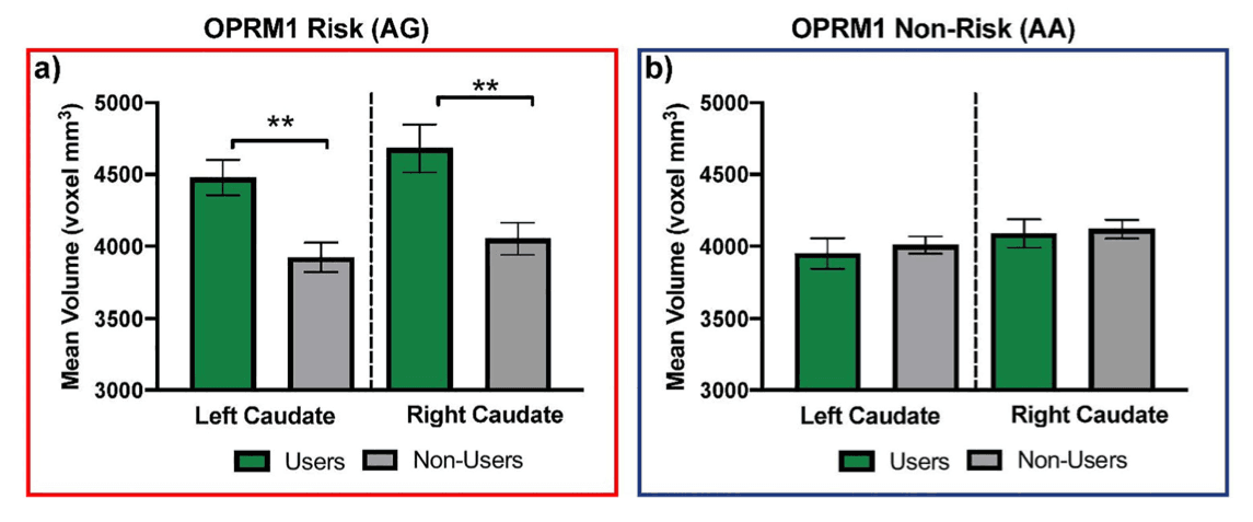 Figure 1. OPRM1 x use interaction on left and right caudate volumes.