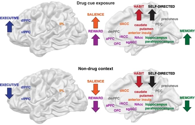 Fig. 1: Disturbances in the drug-addicted brain as described by the iRISA framework.