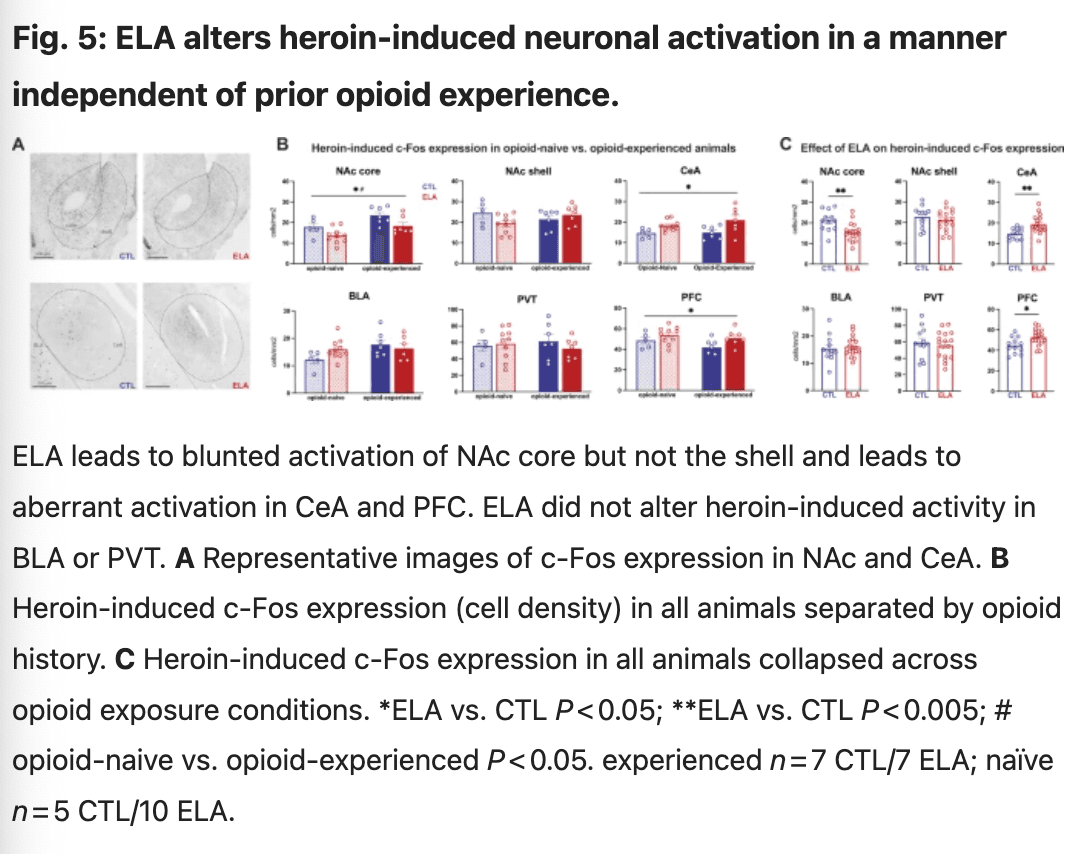 Fig. 5: ELA alters heroin-induced neuronal activation in a manner independent of prior opioid experience.