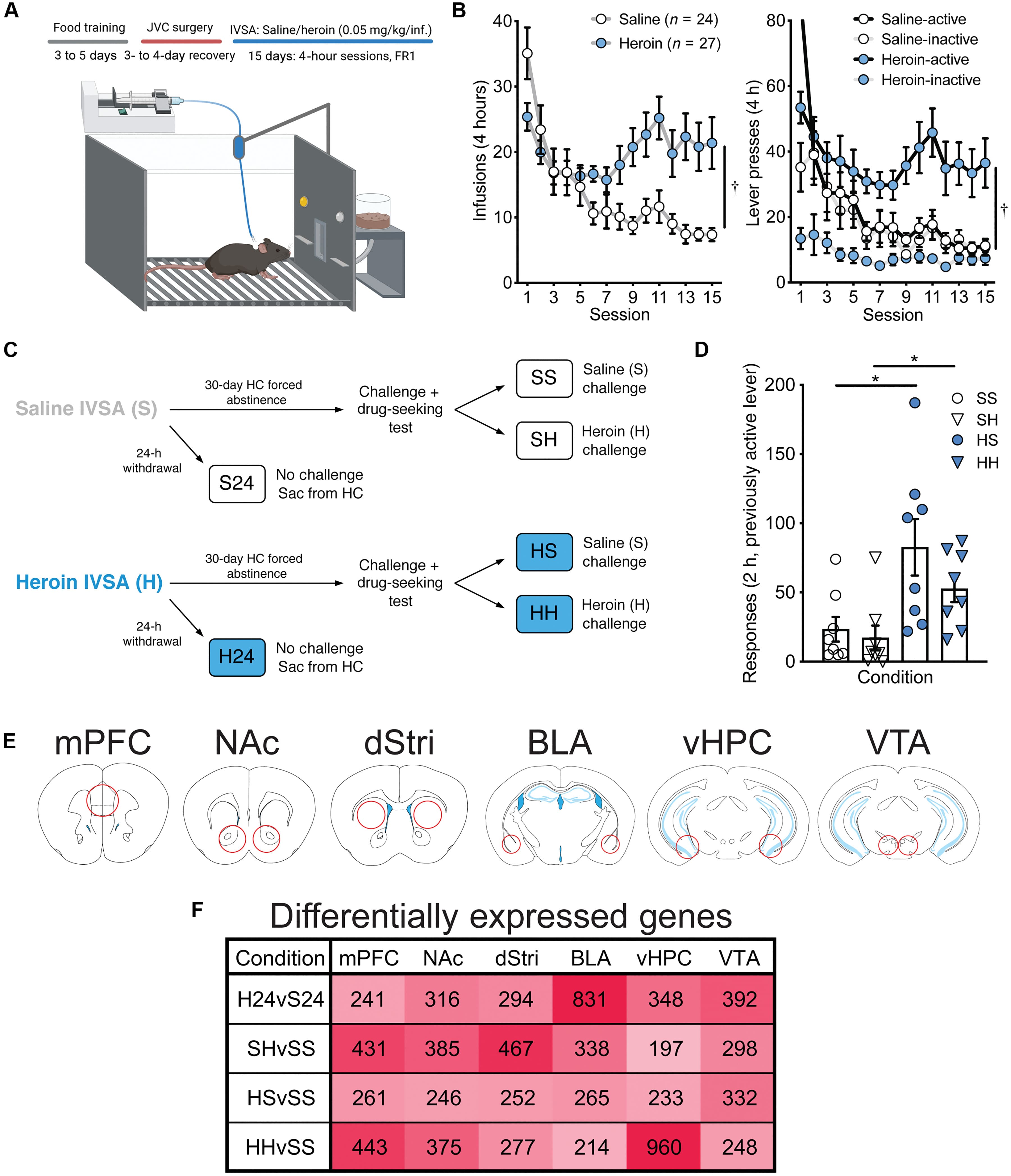 Fig. 1. Reward circuitry transcriptome profiling in a mouse model of volitional heroin intake and seeking.