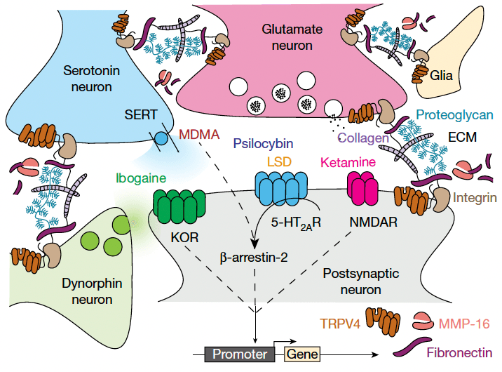 Fig. 6: Working model of convergent cellular mechanisms of psychedelics.