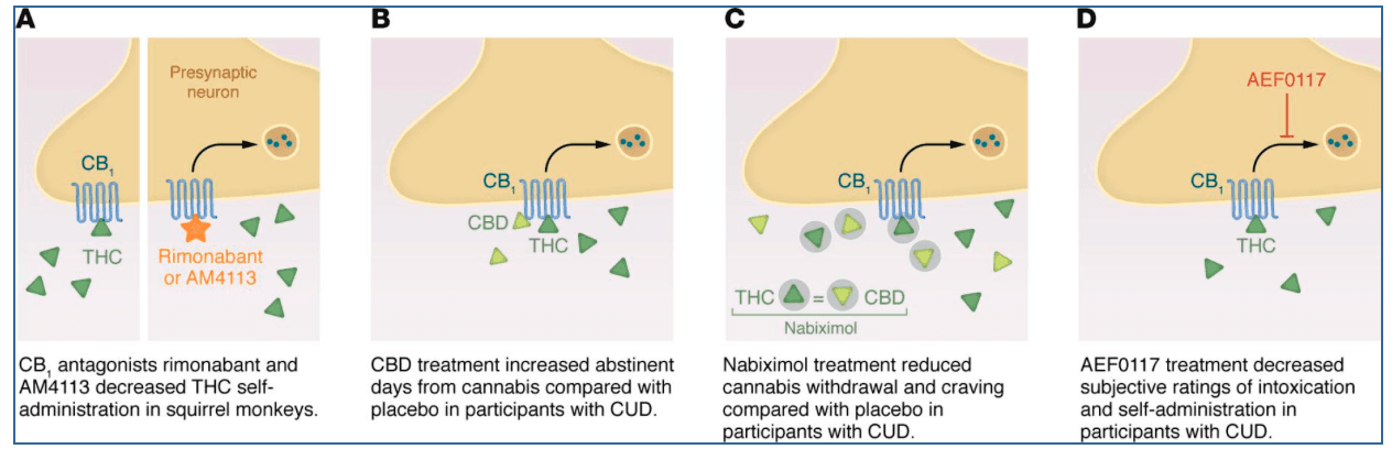 Figure 2. Selected pharmacological strategies under investigation for treatment of CUD.