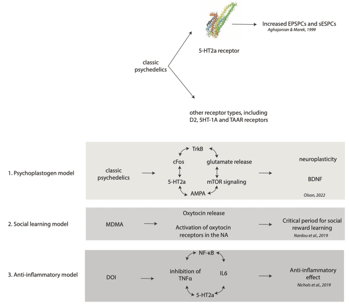 Fig. 2. : Simplified model of the neurochemical effects of psychedelics, according to the (1) psychoplastogen model, the (2) social learning model and the (3) anti-inflammatory model.