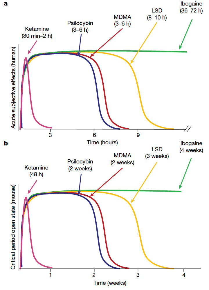 Fig. 3: The durations of acute subjective effects in humans are proportional to the durations of the critical period open state in mice.