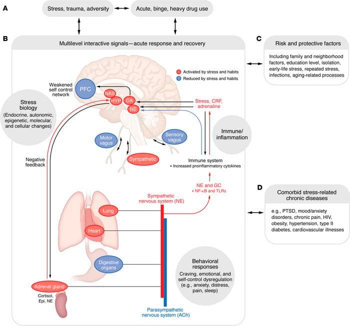 Figure 2. Pathways and processes involved in the multilevel stress response.