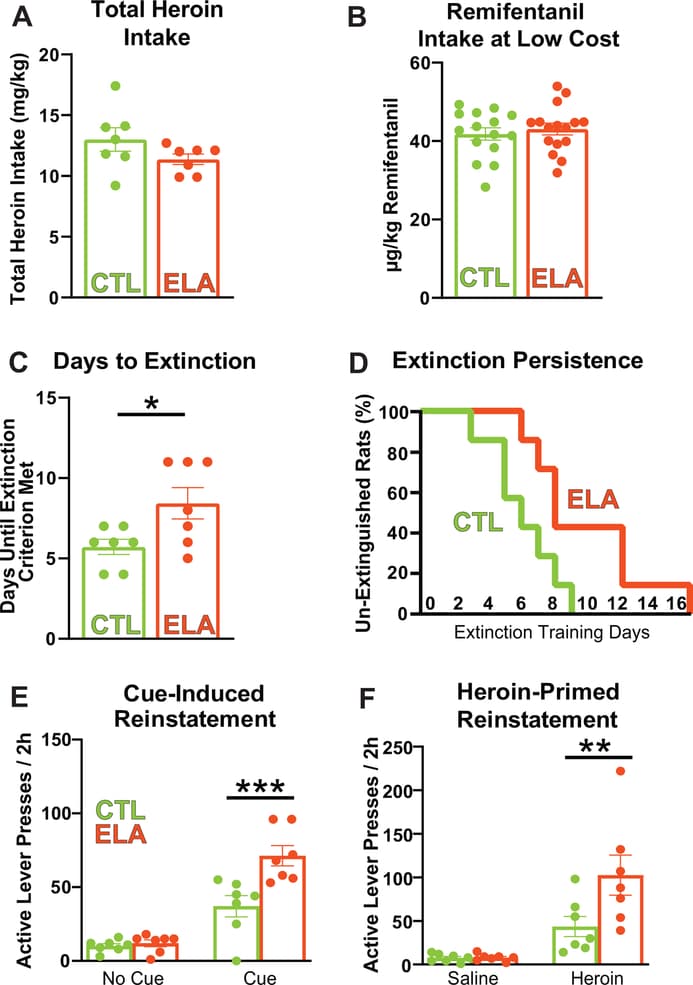 Figure 1: Early-Life Adversity Potentiates Heroin Seeking Behaviors