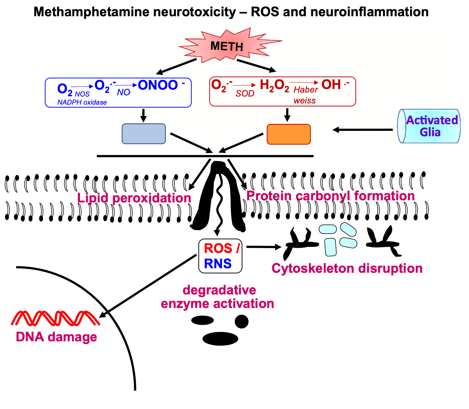 Fig. 1. Methamphetamine neurotoxicity- ROS and neuroinflammation.
