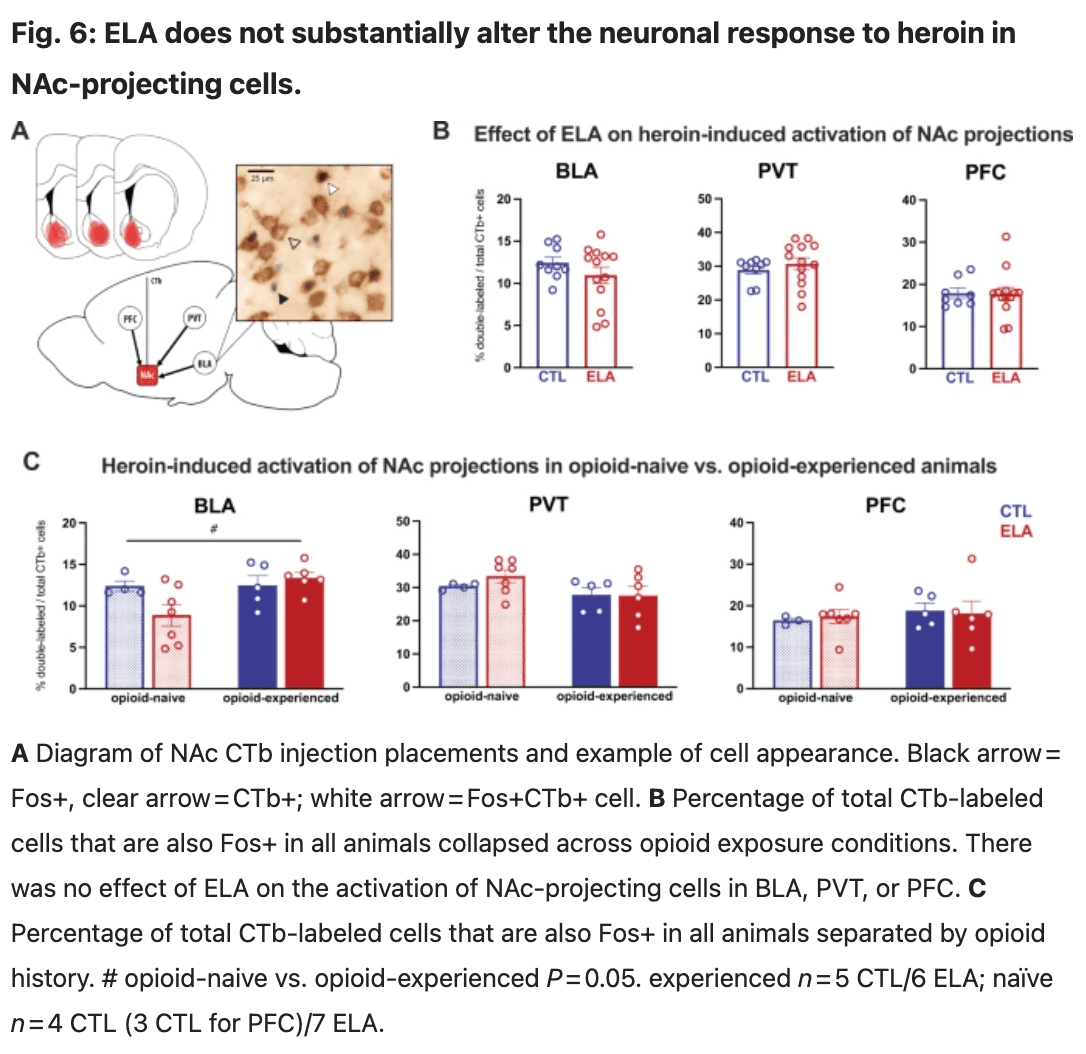 Fig. 6: ELA does not substantially alter the neuronal response to heroin in NAc-projecting cells.