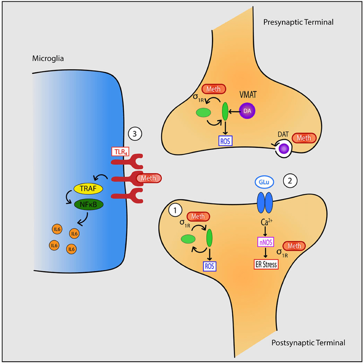 Figure 2: Methamphetamine-induced changes in synaptic and intracellular pathways.