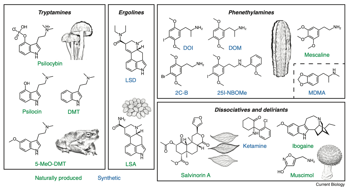 Figure 1. Psychedelic compounds