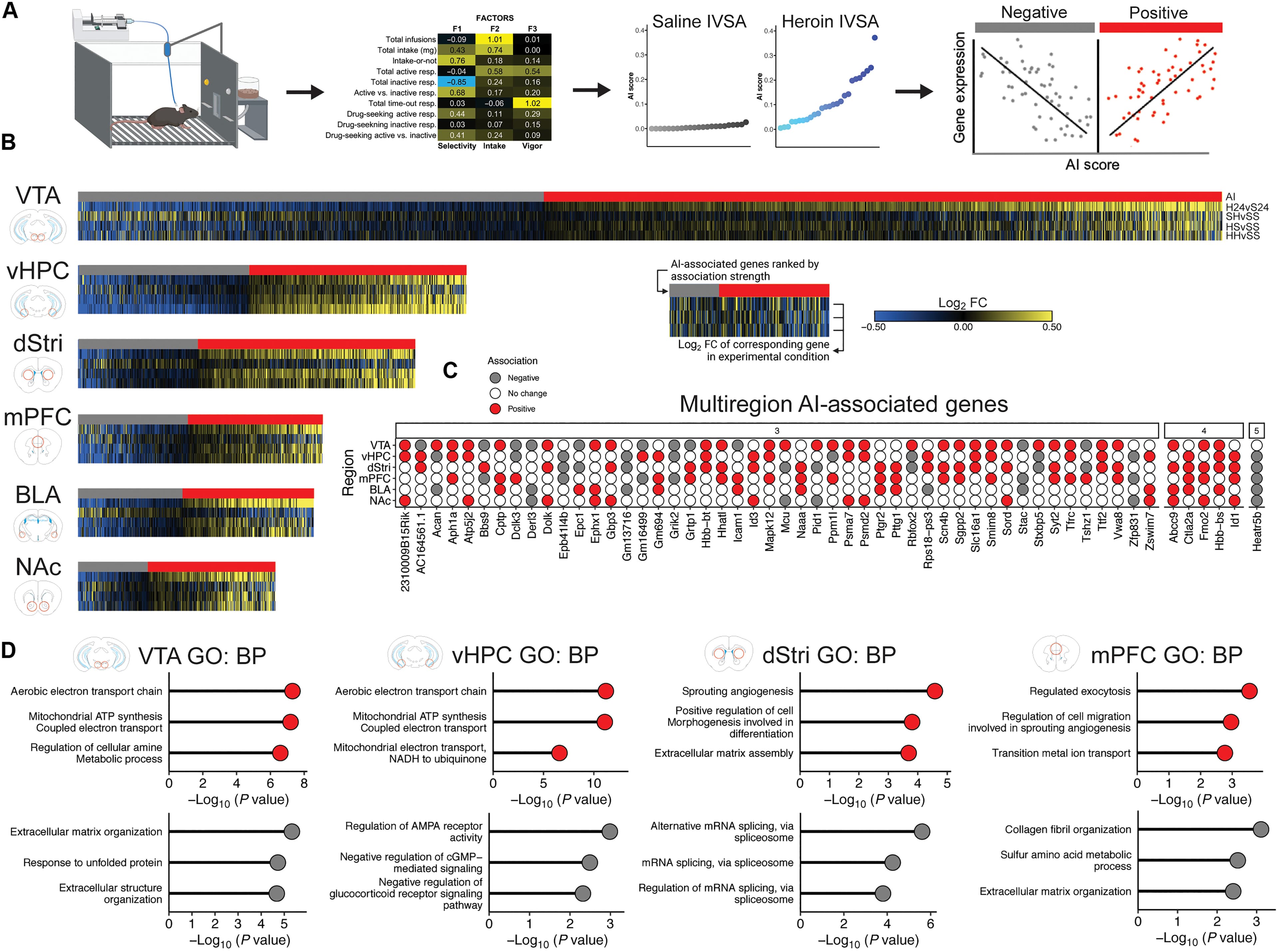 Fig. 7. Genes associated with addiction-relevant behavior enrich for processes related to energetic utilization and extracellular matrix function across multiple regions.