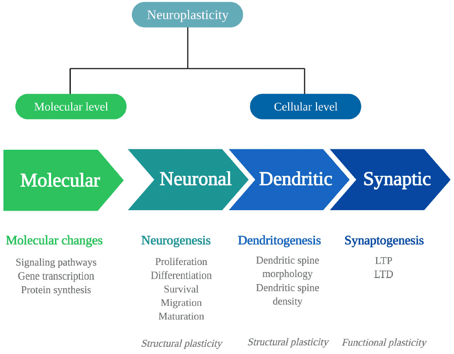 Figure 1. Mechanisms of neuroplasticity.