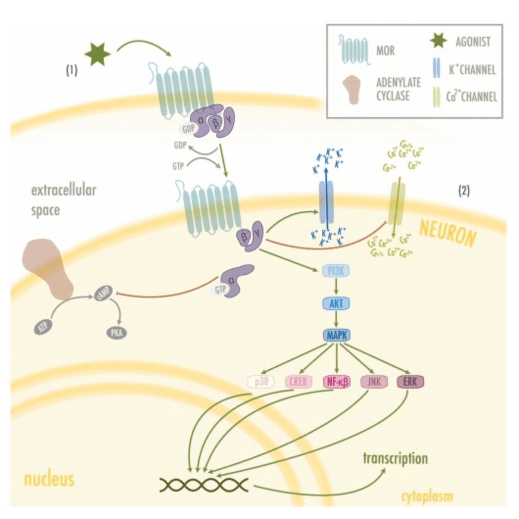 Fig. 2. MOR activation pathway.